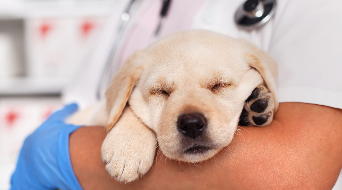 mercati tag_settore veterinario_tracciamento animali domestici